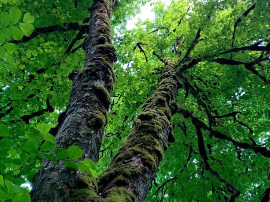 260504_CERTANIA_IFU-CERT_AI_baum_perspektive_wald_nachhaltigkeit 260504_CERTANIA_IFU-CERT_AI_baum_perspektive_wald_nachhaltigkeit